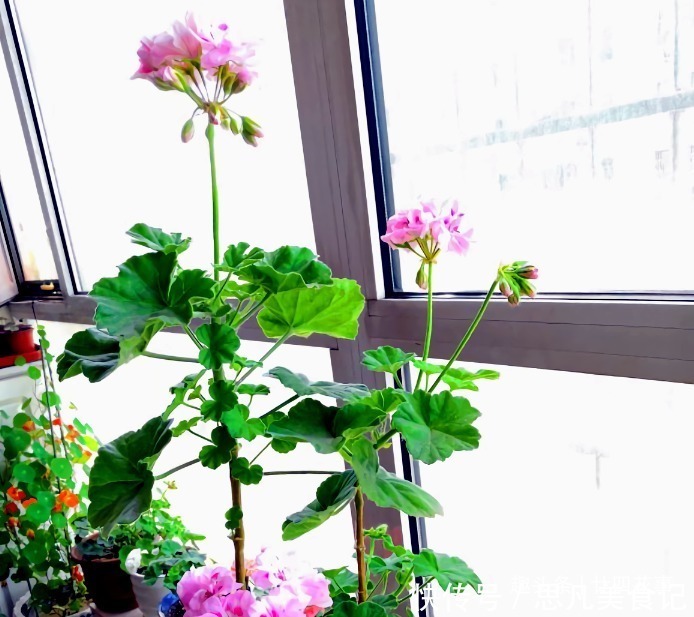 6种花，长高就“变丑”，株型低矮才“漂亮”，要舍得剪！