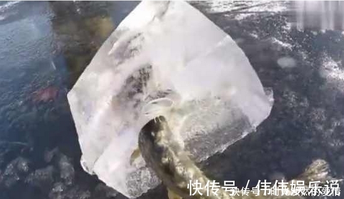 钓鱼|大鱼吃小鱼瞬间被冻住 ,大鱼:哎呦,吃到一半就动不了啦!