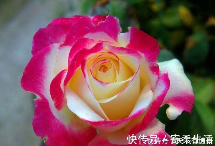 朱迪|漂亮又好养的“4种花”，比玫瑰好看，招财又开运，你养了吗？