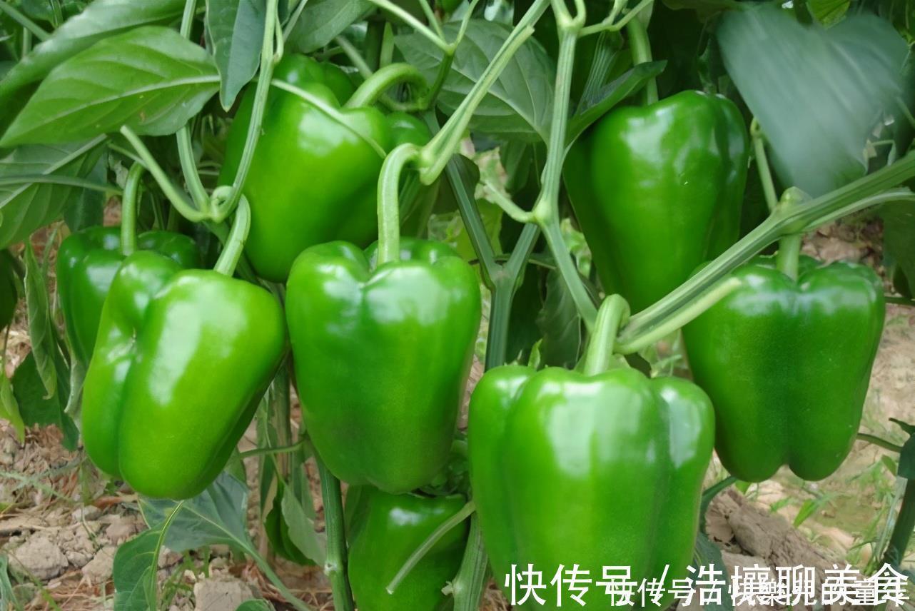 润肺止咳|会吃的人最长寿,常吃3种食物,可以清热化痰,润肺止咳