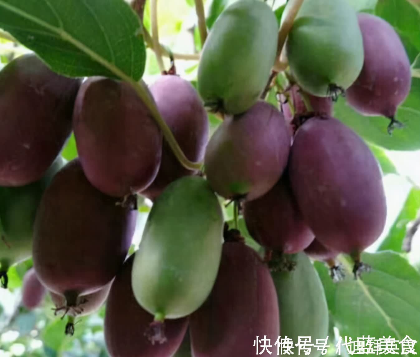 院子|等我有院子,一定栽满此果树,有多少地就种多少,洋气