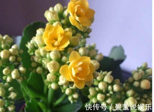满枝|这几种常见的药片拿来养花,根壮叶绿,花开满枝,养多久都不生病
