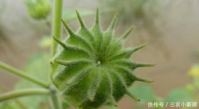 杂草|农村野草磨仔草是什么草?磨仔草有哪些功效及作用?