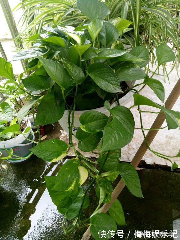 朋友说|俗话说,一棵绿萝七个鬼,位置要摆“对”,这4个地方可以参考