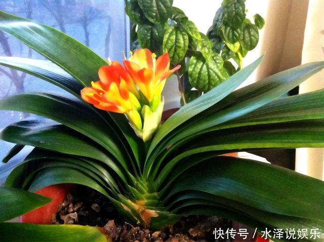 大豆|君子兰长得慢、不开花2种肥扔盆里,注意几点,轻松开爆盆