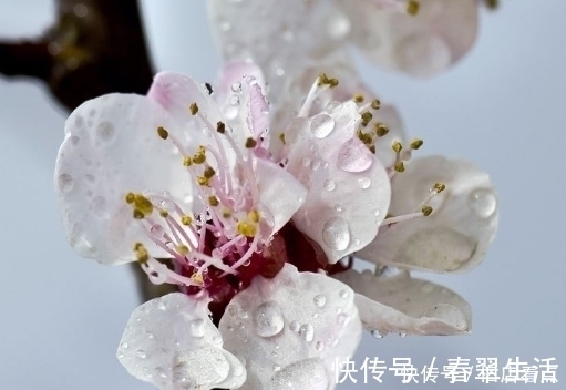 洛神花|花草是天然的化妆品,常用这4朵花,给你从头到脚的美丽肌肤