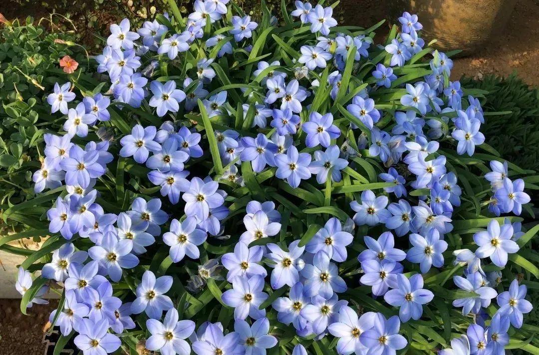 秋天|秋天必养的11种花，冬天特别耐寒，南北方都能养