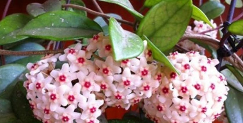 半日照|卧室就养“3种花”,赏心悦目,清香安神,改善睡眠质量