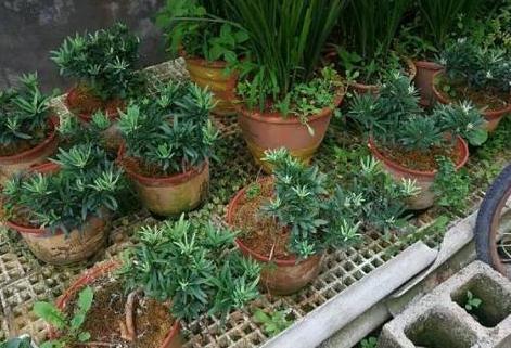 盆栽罗汉松，只需学3招，省钱又好养，新手花友涨知识了