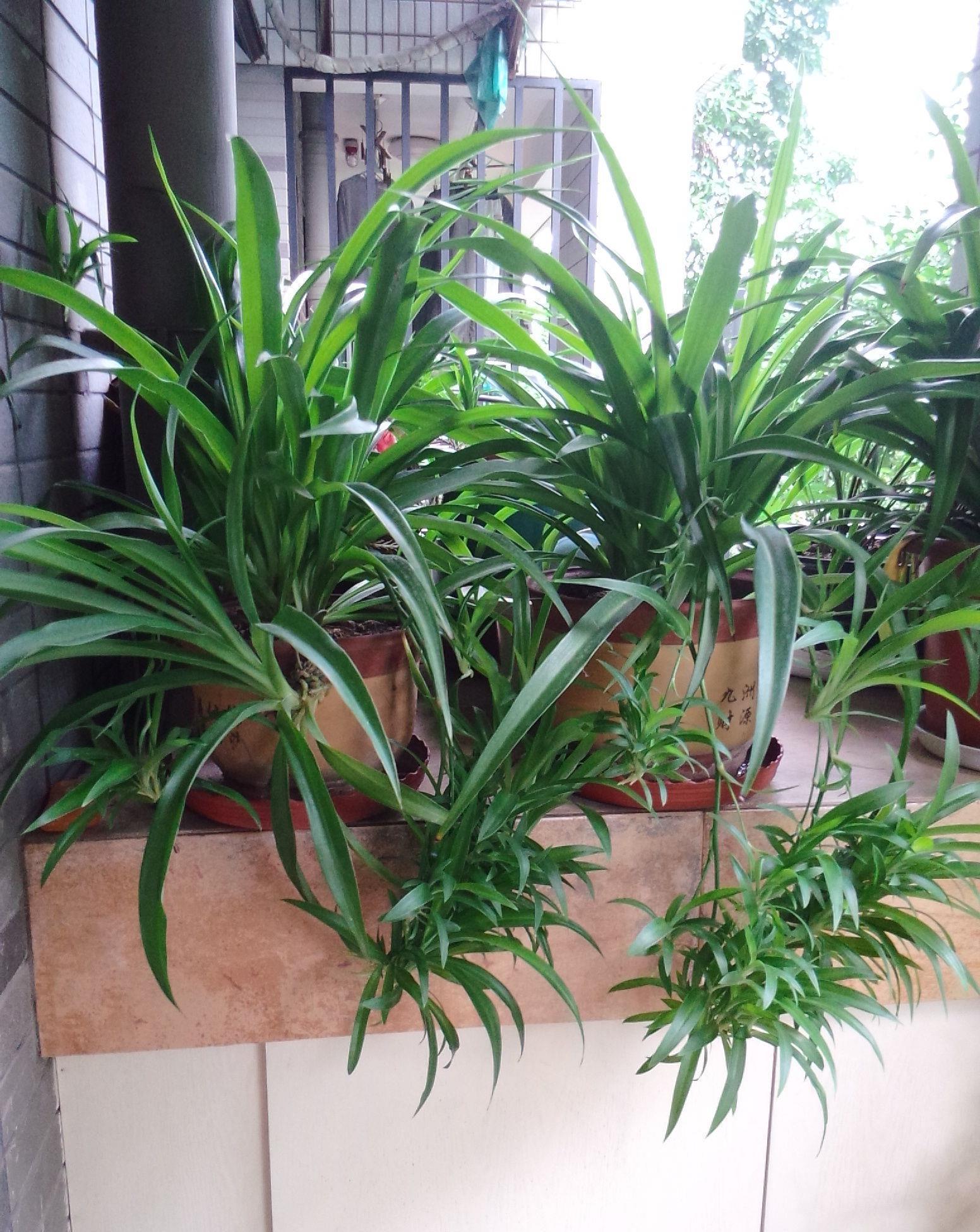 君子兰|夏季养花,要放在阳台内侧,或有遮阳棚的地方,有散射光照的地方