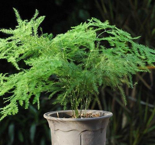 四季不黄叶|1种不起眼的小东西,用来养文竹,四季不黄叶,蹭蹭冒新芽