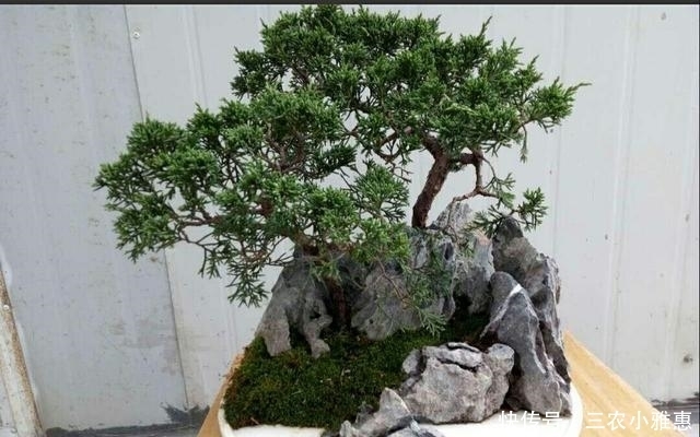 怎样才能制作出小巧玲珑、形态优美的微型盆景?