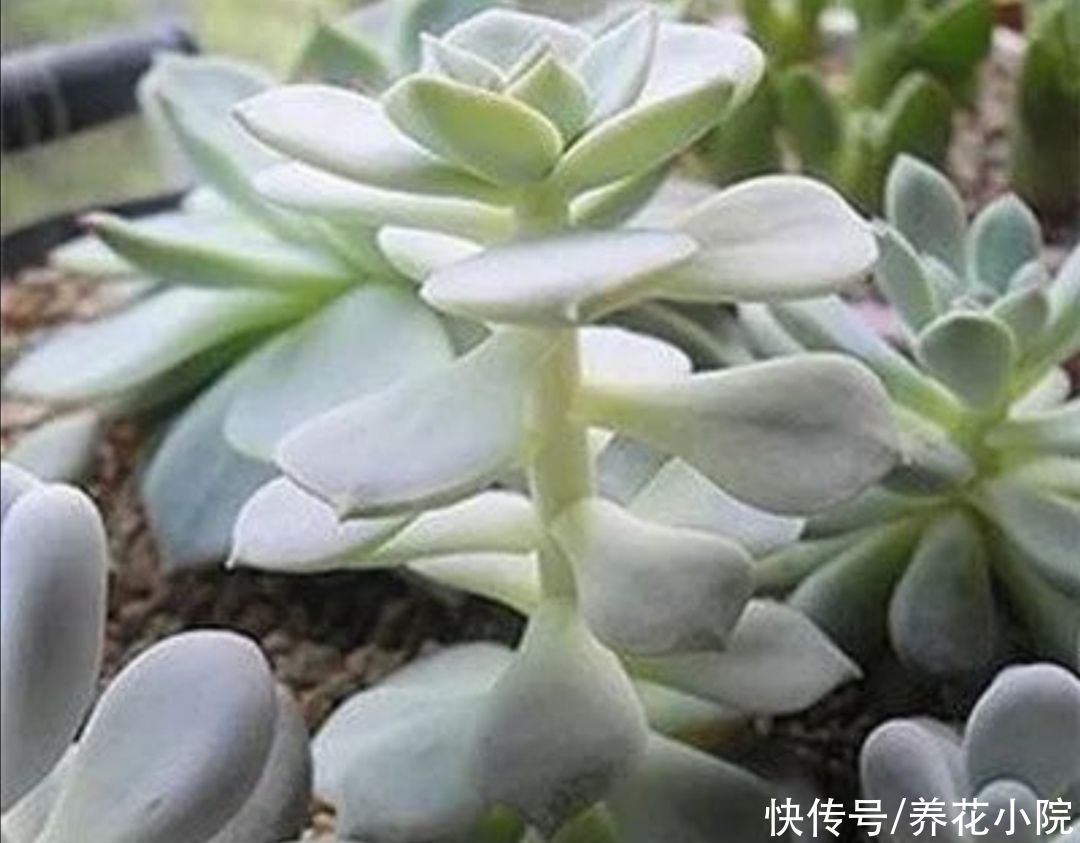 多肉植物|三伏天到了，给家里的多肉要做好“3控”，株型紧凑，不烂根
