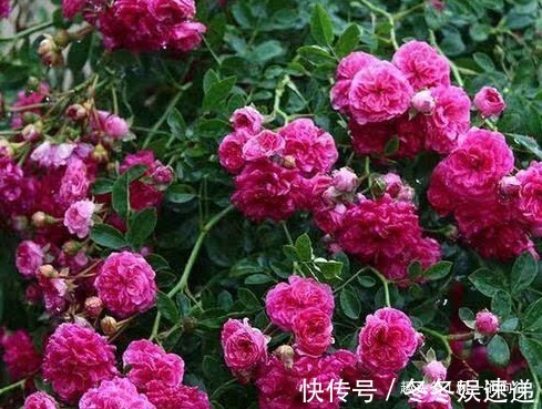 这三种花号称天然的灭蚊器，居家养一盆，让你轻松度夏