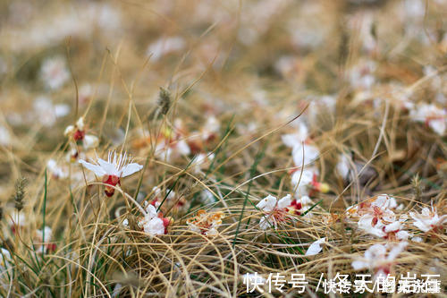 乱红!欧阳修最经典的一首词,开篇就是名句,李清照也赞不绝口