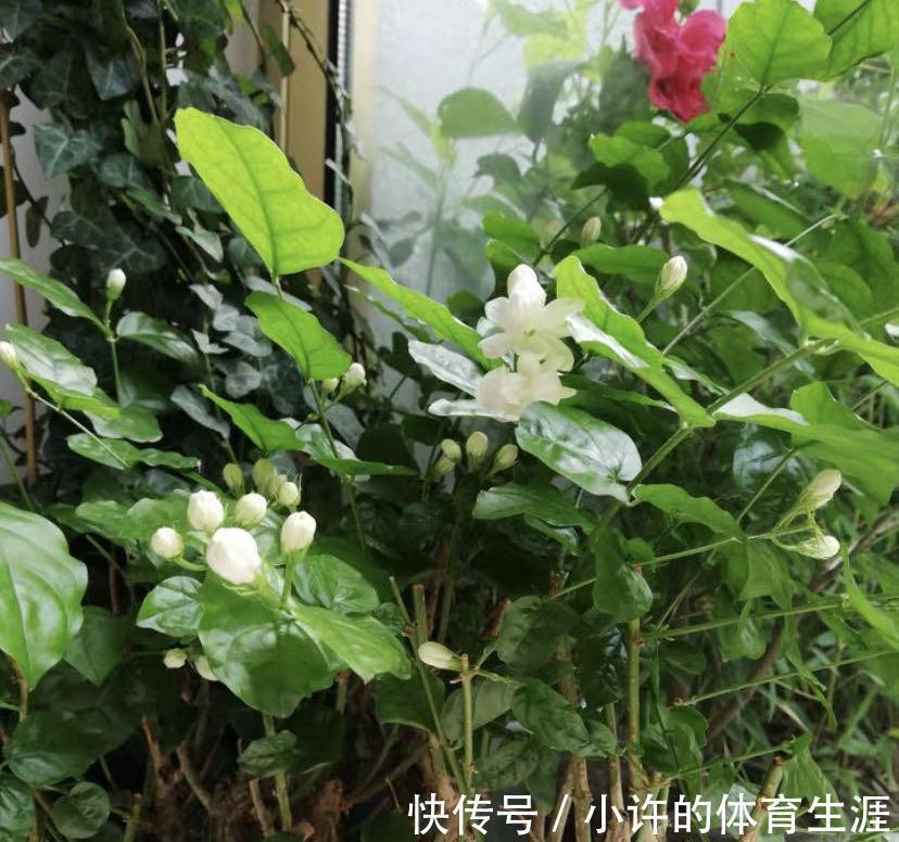 爆花|下雪前，5种“漂亮花”赶快修剪，来年爆花，就靠现在