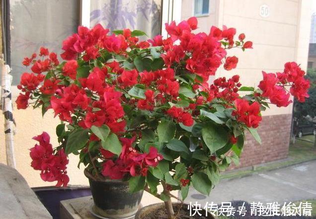 现在扦插此4种花,一周就长芽生根,一棵变多棵,成养花大户了