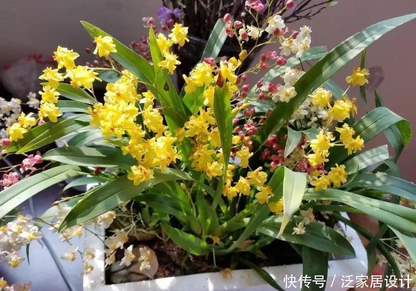 文心兰有点“怪”,多晒太阳容易“坏”,花朵鲜艳,君子兰不如它