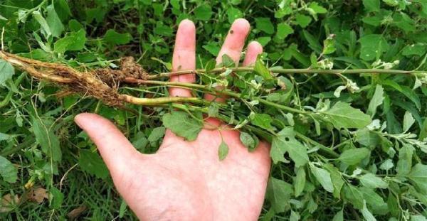 野草|这种野草真有用,是医疗上的好帮手,能为身体补充能量!