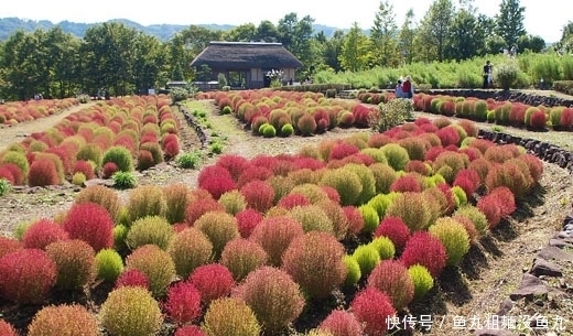 植物|这种植物被称为“药草皇后”,叶子泡水喝能清热解毒,败肝火