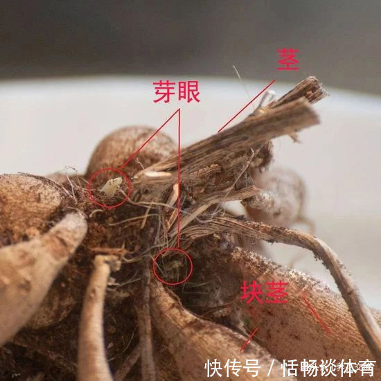 种大丽花的准备工作，温带和亚热带地区盆栽养护攻略