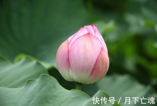 鸿运当头|未来7天，吉星关照，4属相鸿运当头，赚钱聚财，一顺百顺