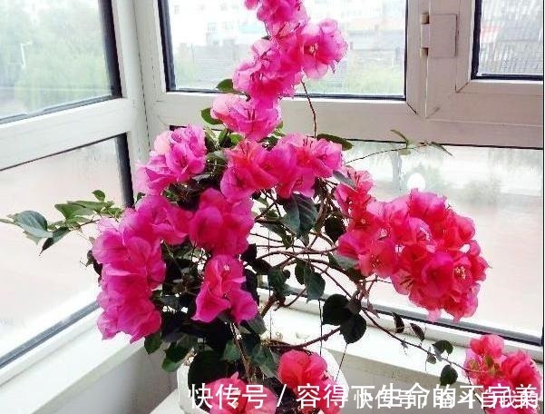 她在院里养了一种花，3年之后美如画，见到的人都说像仙境！