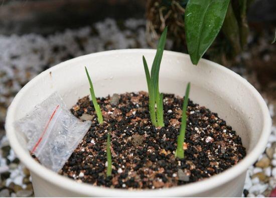 好养、好美的“4种花”，种下就活，连年开花，能养一辈子