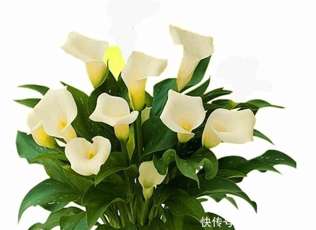 风信子|世界上最美的十种盆栽花卉,每种都精美无比,总有一盆适合你!