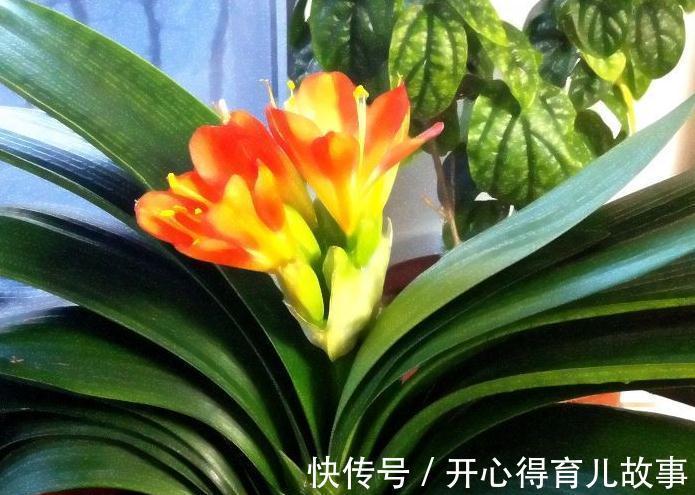 秋后养君子兰,喂上2种肥,注意3个细节,保准开花多长势旺