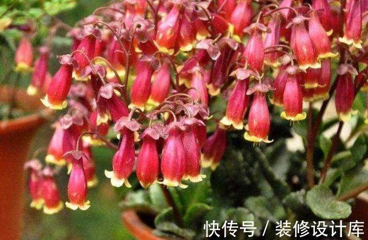 莲花|8月9日-8月24日,庭院选这几款花,花色艳丽,三季开花,好养易活