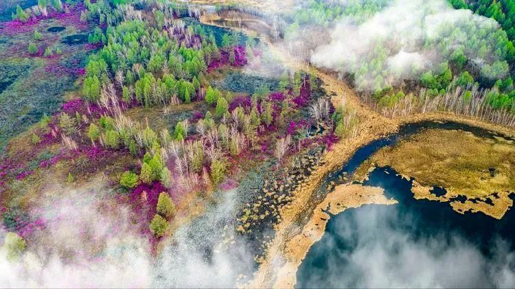 杜鹃湖畔毕拉河 醉红簇簇惹春风|美图 | 醉红簇簇惹春风