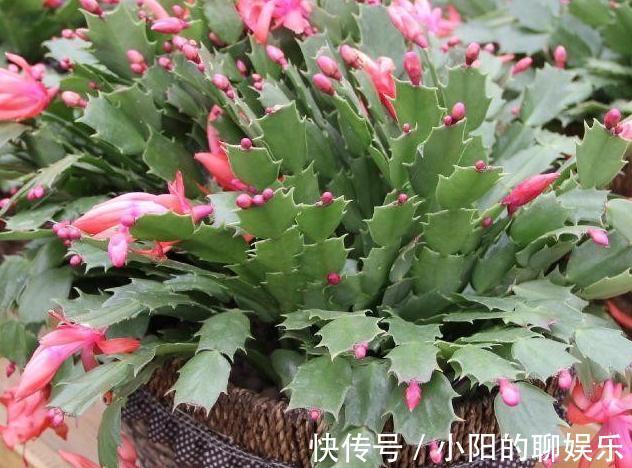 养护|蟹爪兰烂根不要扔,处理得当,来年满盆还开花