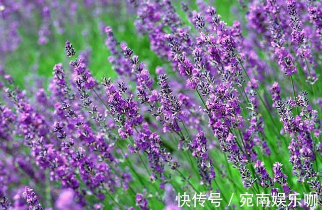 养在卧室“助睡眠”的3种花,在浮躁的社会亲近自然,净化人心灵