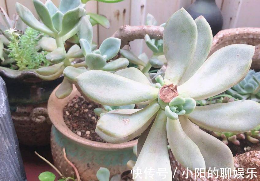 多肉侧芽少怎么办？试试这3种方法，操作简单，爆头效果好
