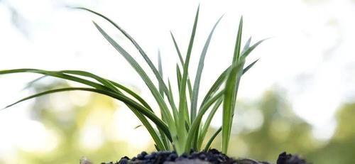 3月份养春兰和蕙兰，护花催芽两不误，有哪些技巧？