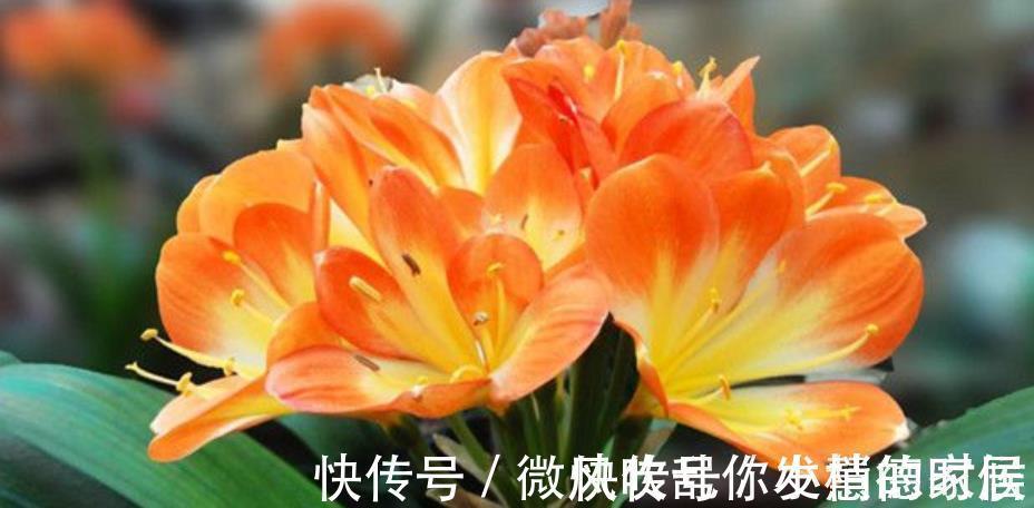 君子兰怕“三高”，及时避开才能长出好状态，叶片挺拔如折扇