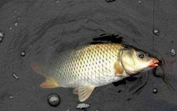 浮漂顶起又落下,提竿却均不中鱼解读3种奇怪漂相不中鱼的原因