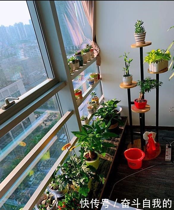 别再稀里糊涂养花了,这些基础常识,很重要!