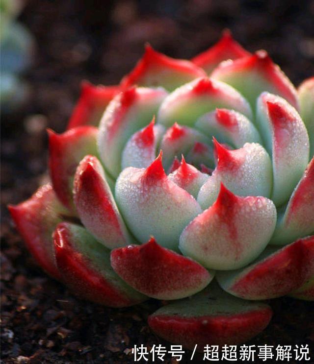 品种|史上最全的莲座状多肉植物大全(上)