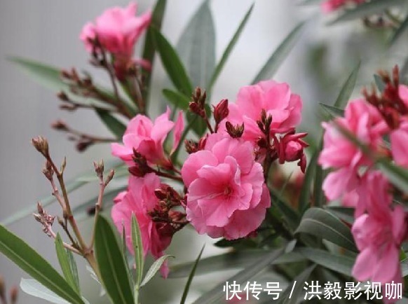 滴水观音|家里不能养的4类绿植,白送都不要,有钱人都懂,你还傻傻往家买