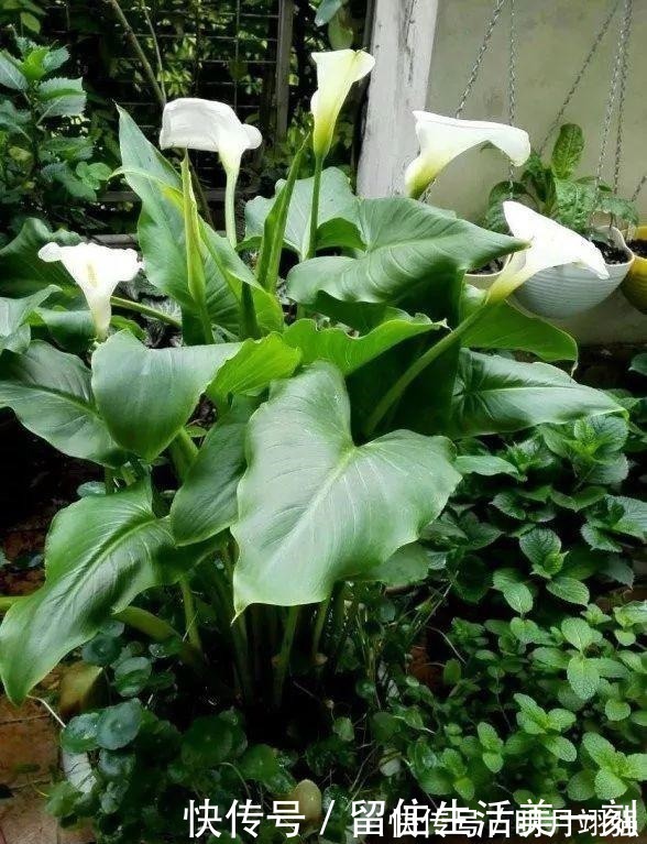 铜钱草|4种花“嗜水如命”，一刻也不能断水，缺了就蔫，看看你家有吗！