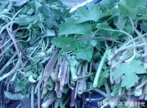 这种植物有着特殊的香气，且价值极其珍贵，是一种很不错的野菜