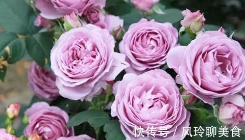最值得养的月季,花色稀有,开花量大,一开就是300天,从不生病