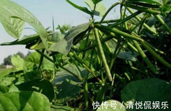 收获|绿豆产量低下,原来方法不对,掌握以下要点,收获吃不完的绿豆