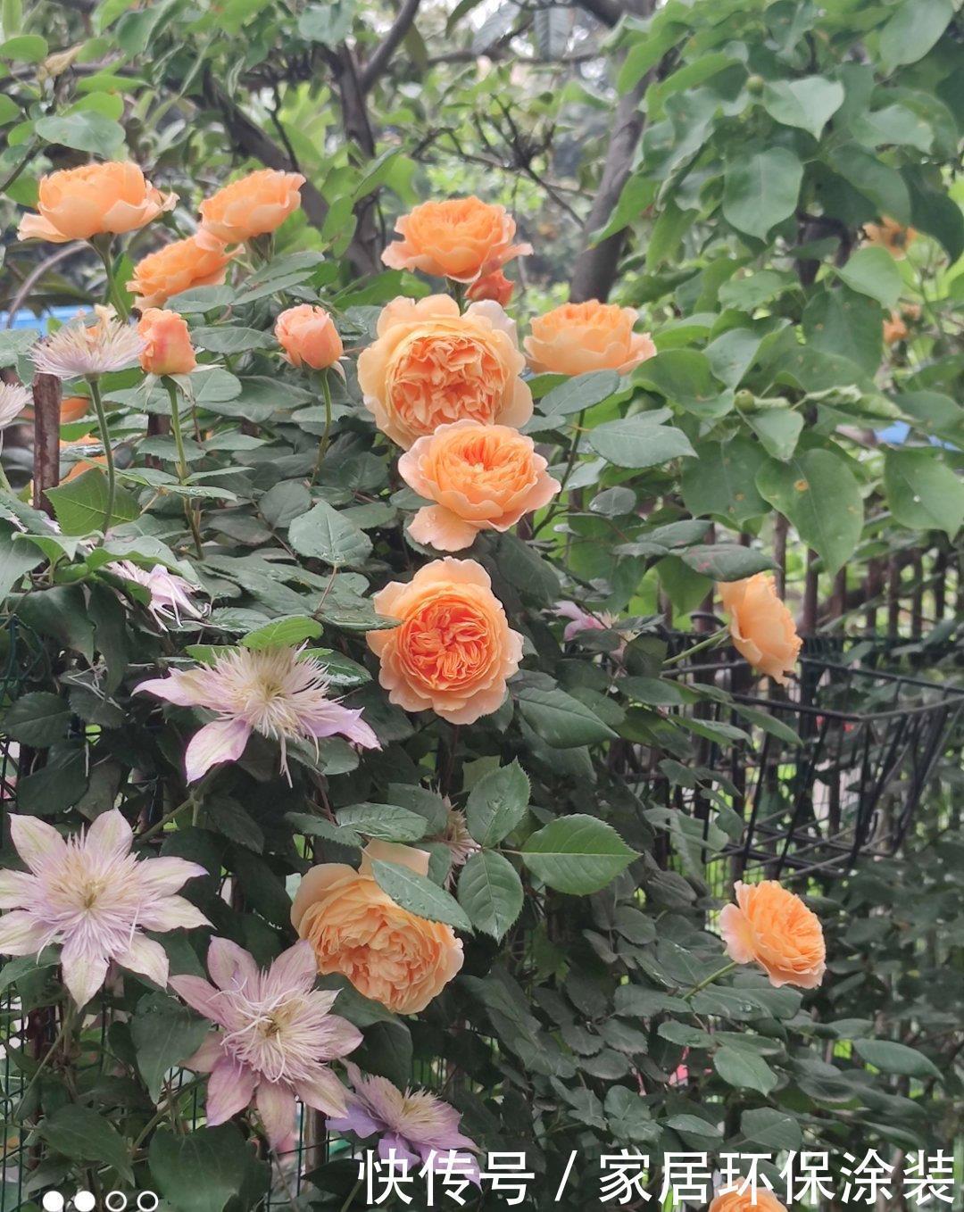 元气大伤|月季总是乱糟糟,做好“三动作”,枝叶疏密有致,花开一茬又一茬