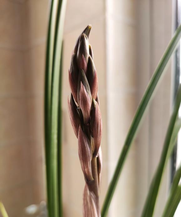 花期|养“惠兰”最省心,30天浇次水,叶子绿油油,花期长达60天