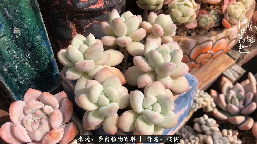 多肉度夏经验谈四季皆露养,兢兢业业养肉三年半!