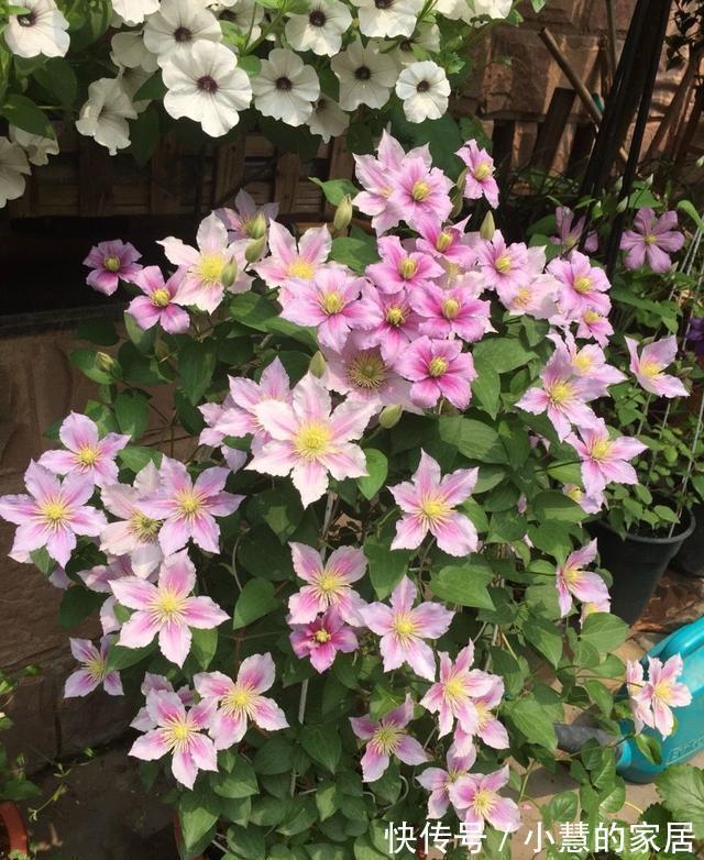 贝拉|家里有院子，建议养这5种花，高级的私家花园至少养一种