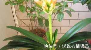 有光泽|养君子兰盆里垫块它花箭抽得快一年2次花简单好用